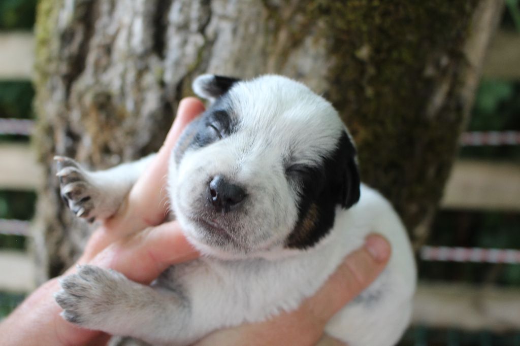 Du Second Souffle - Chiots disponibles - Bouvier australien