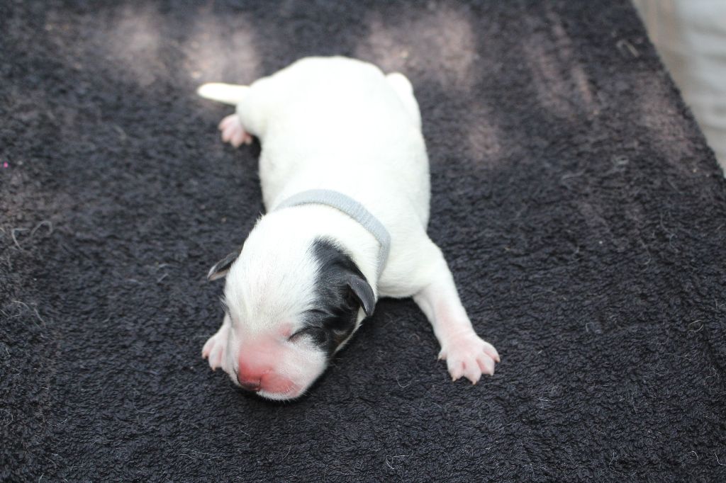 Du Second Souffle - Chiots disponibles - Bouvier australien