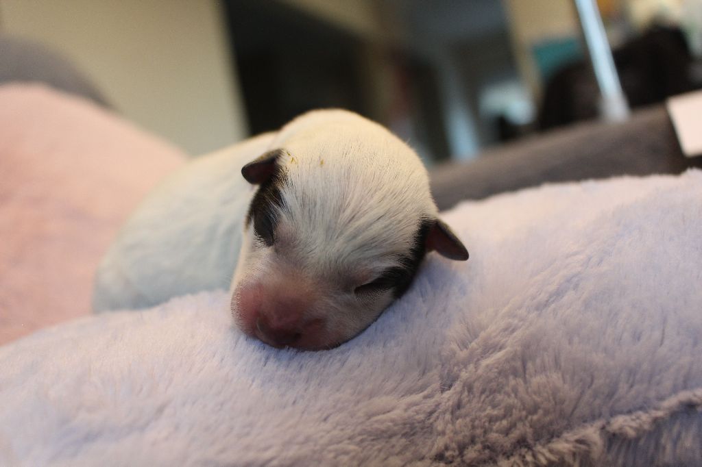 Du Second Souffle - Chiots disponibles - Bouvier australien