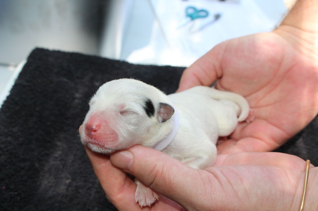 Du Second Souffle - Chiots disponibles - Bouvier australien