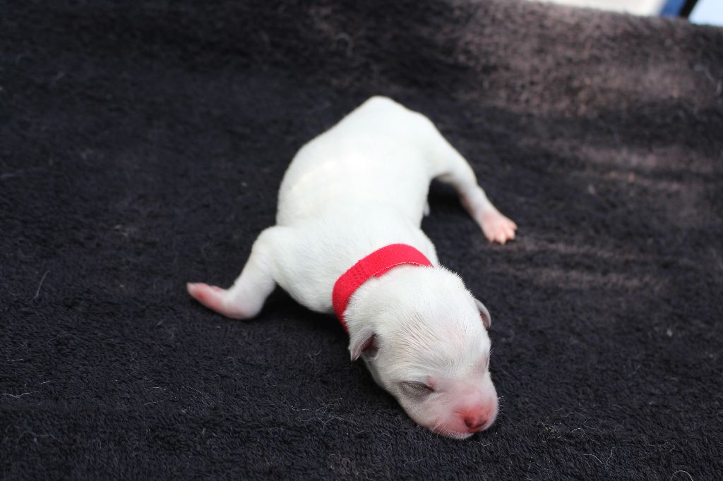 Du Second Souffle - Chiots disponibles - Bouvier australien