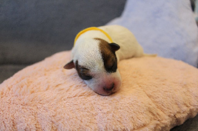 Femelle Collier Jaune