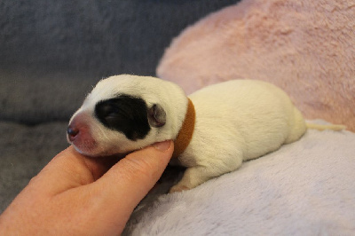 Mâle Collier Marron