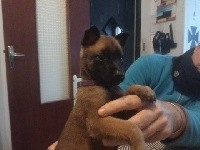 CHIOT