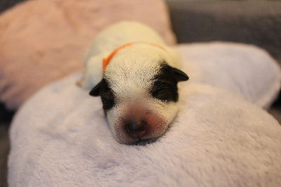 Femelle Collier Orange