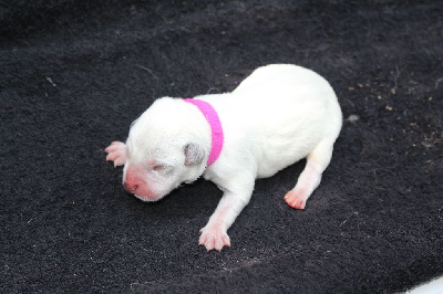 Alita Collier Rose