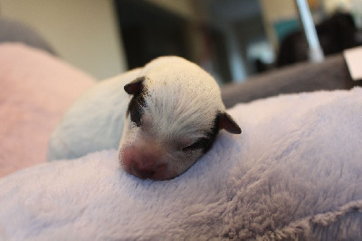 Femelle Collier Violet