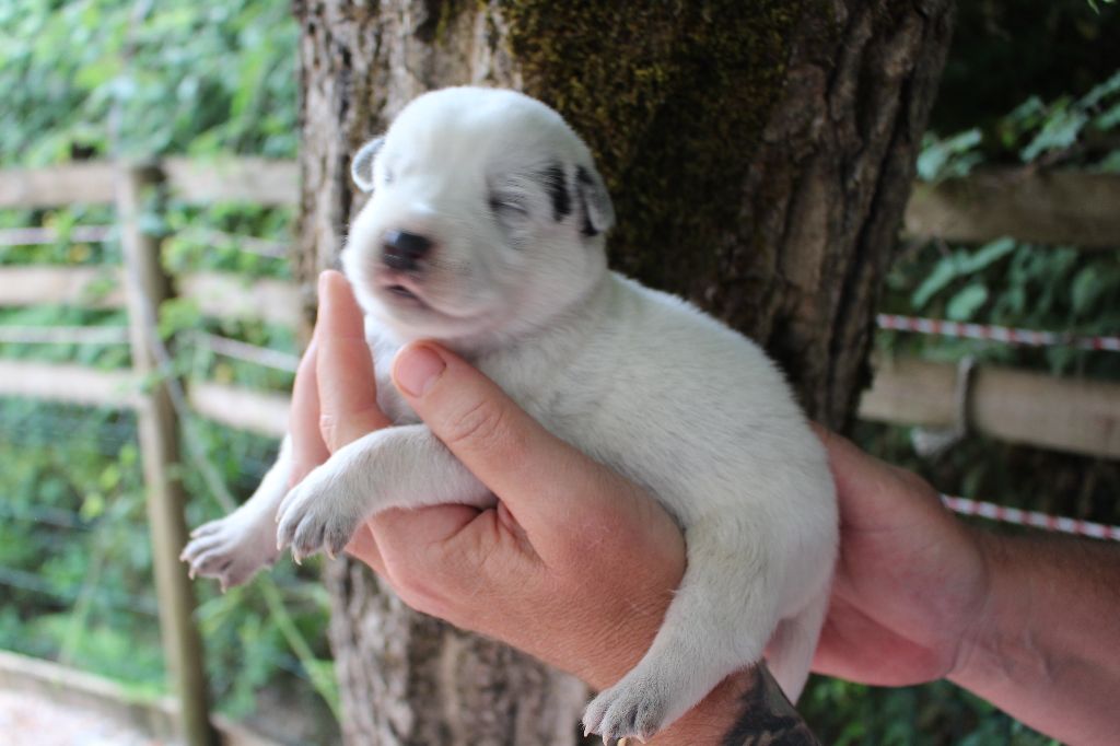 Du Second Souffle - Chiots disponibles - Bouvier australien