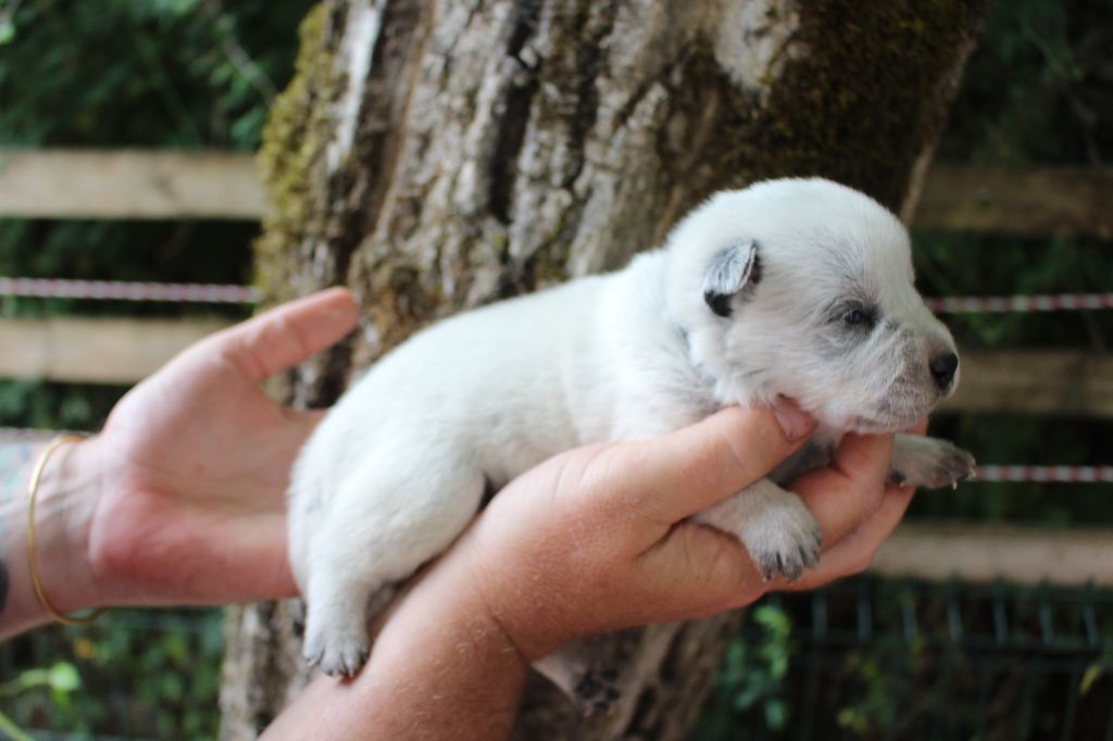 Du Second Souffle - Chiots disponibles - Bouvier australien