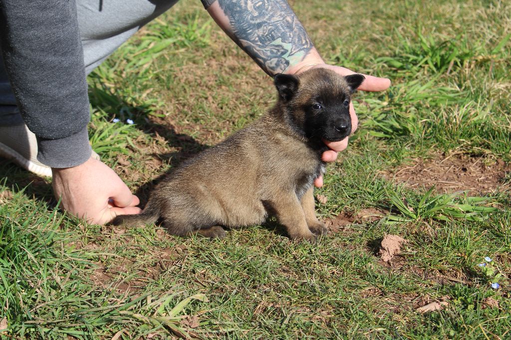 Du Second Souffle - Chiots disponibles - Berger Belge