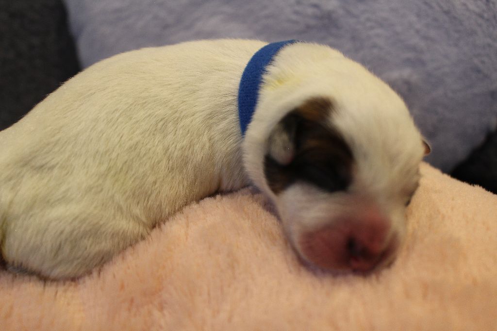 Du Second Souffle - Chiots disponibles - Bouvier australien