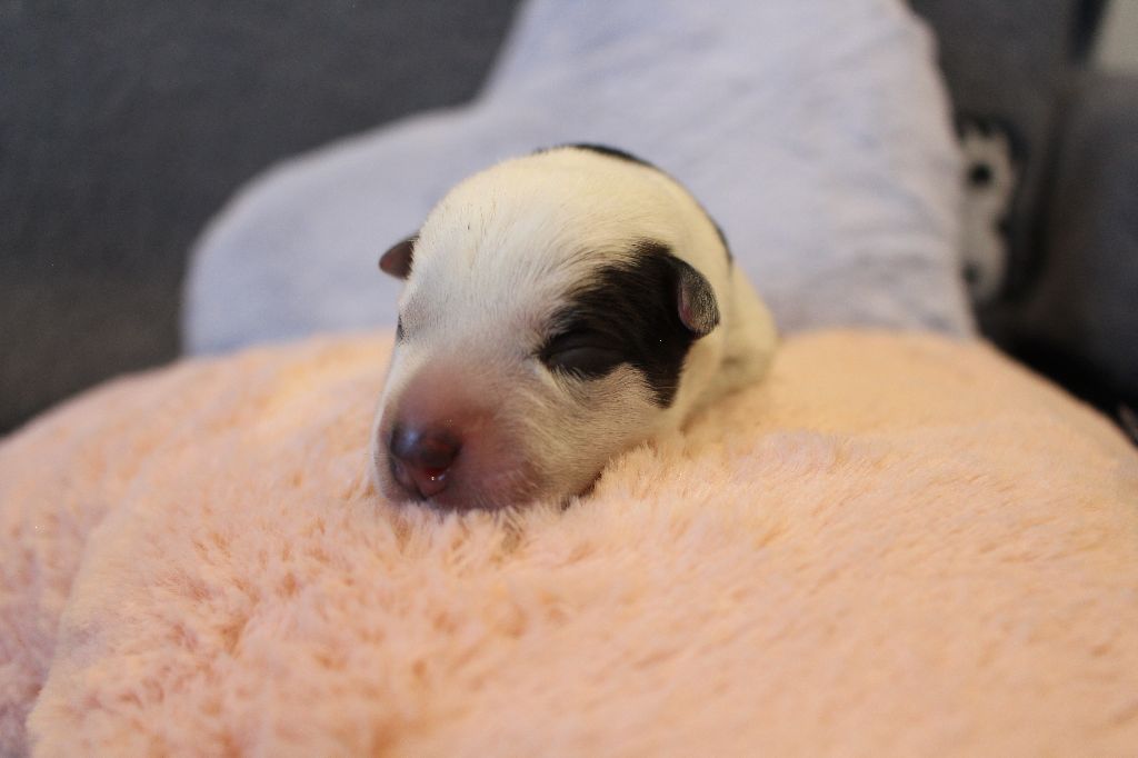 Du Second Souffle - Chiots disponibles - Bouvier australien