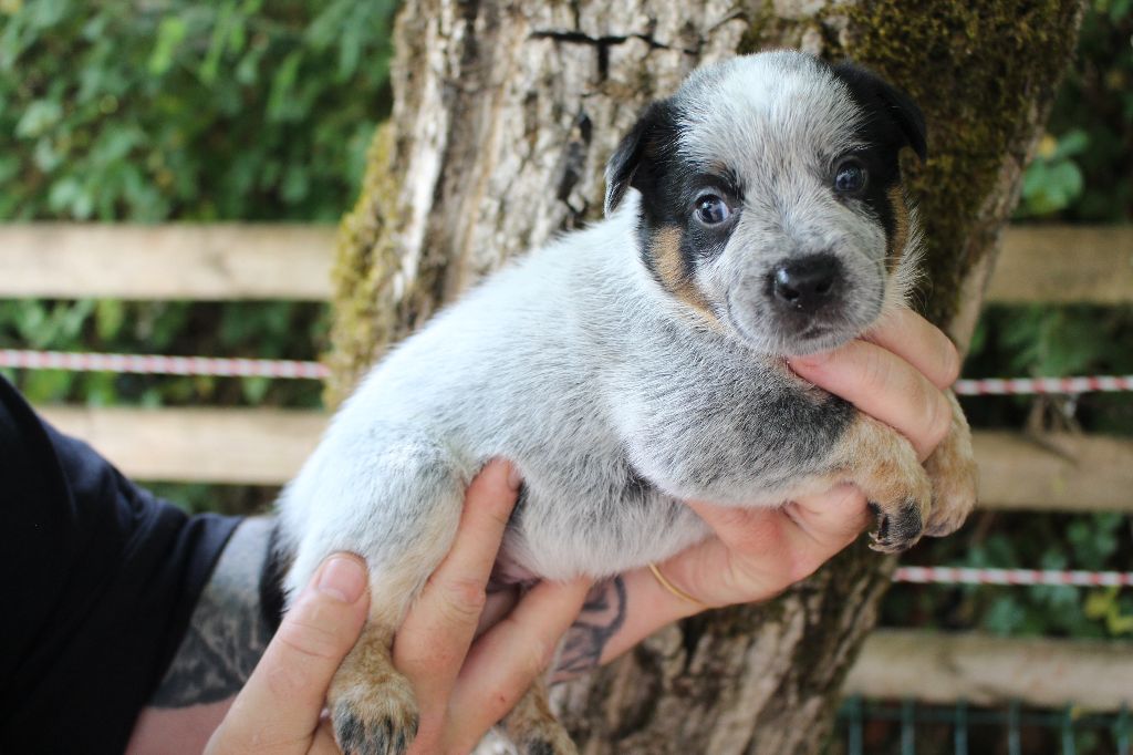 Du Second Souffle - Chiots disponibles - Bouvier australien