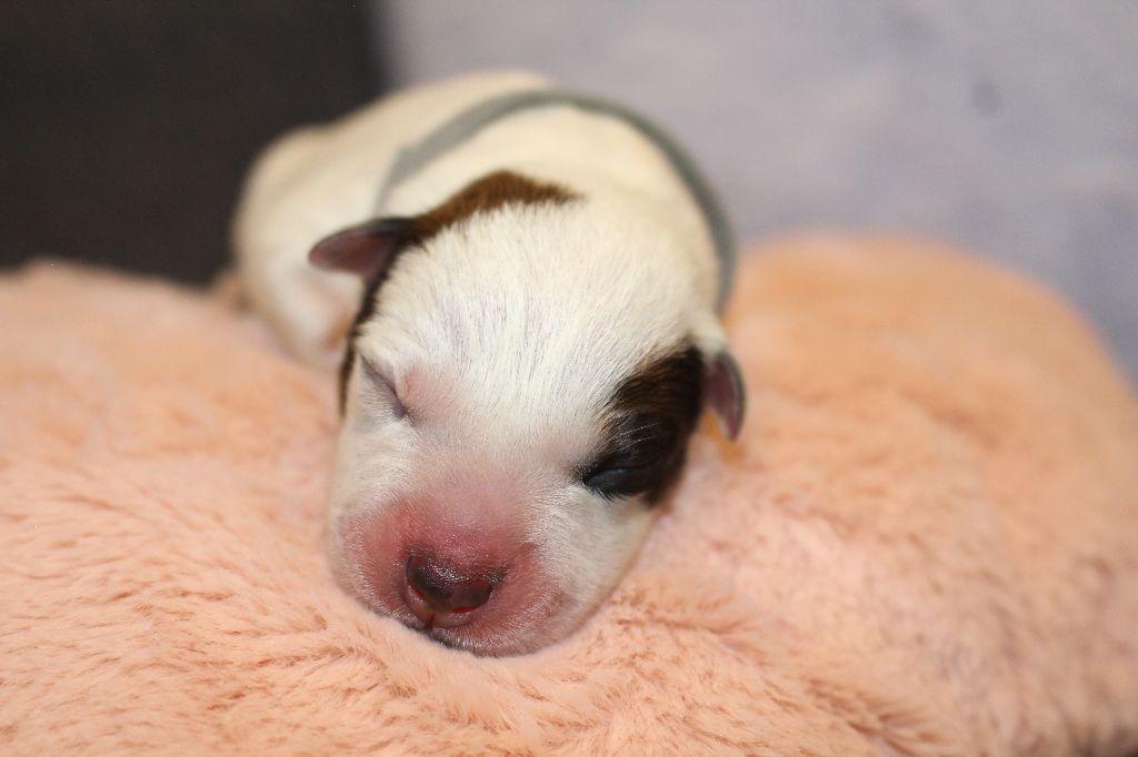 Du Second Souffle - Chiots disponibles - Bouvier australien