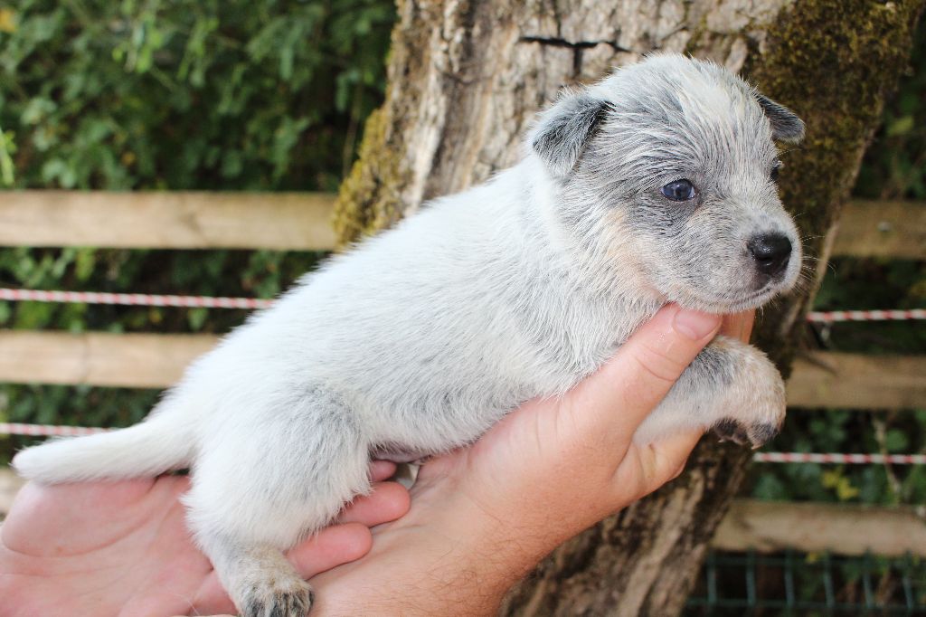 Du Second Souffle - Chiots disponibles - Bouvier australien